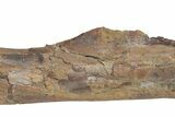 Fossil Hadrosaur (Edmontosaurus) Femur - South Dakota #211084-9